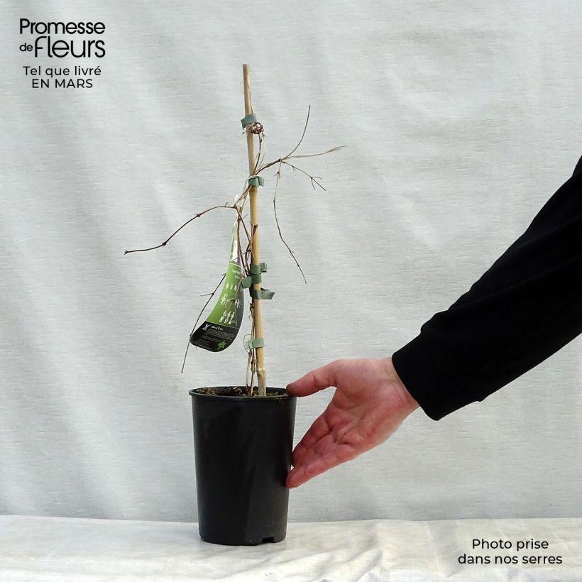 Amostra de Clematis Kokonoe Vaso de 2 L/3 L tal como entregue na primavera