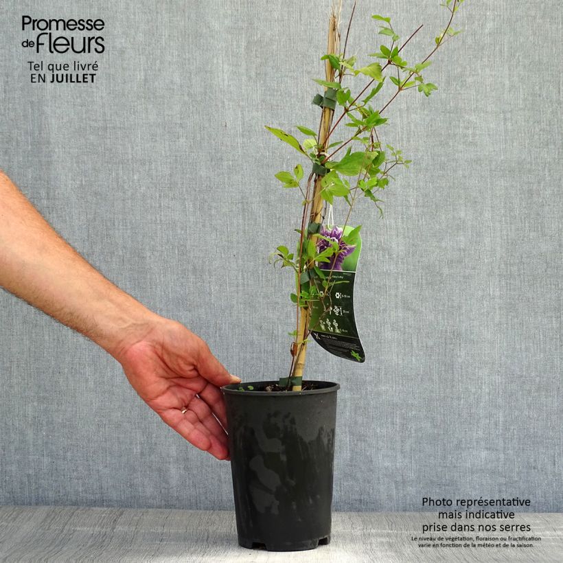 Amostra de Clematis Kokonoe Vaso de 2 L/3 L tal como entregue no verão