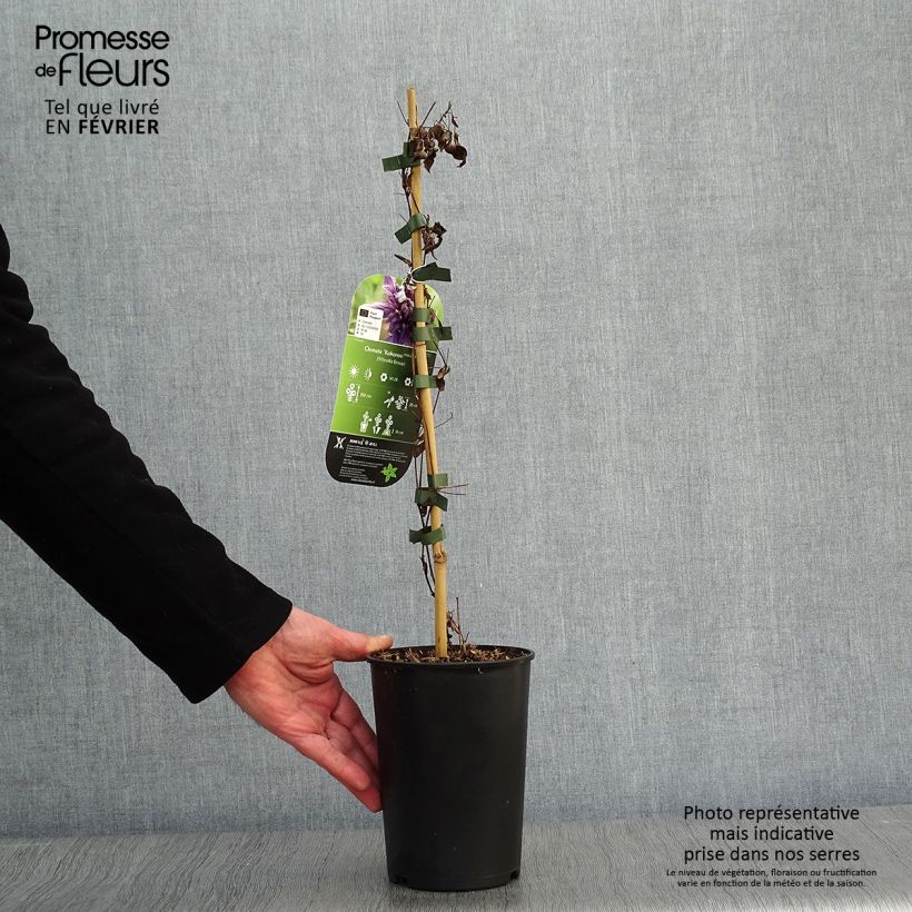 Amostra de Clematis Kokonoe Vaso de 2 L/3 L tal como entregue no inverno