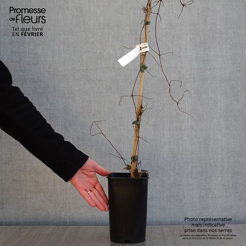 Amostra de Clématite - Clematis Lasurstern Vaso de 1,5 L/2 L tal como entregue no inverno