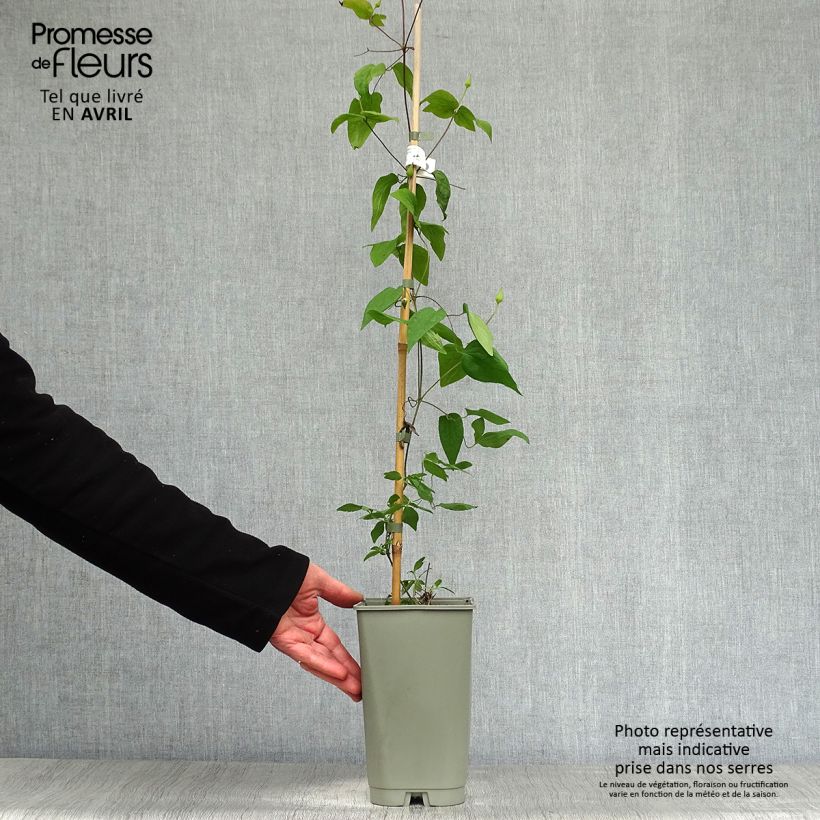 Amostra de Clematis Lavallée n°1 Vaso de 2 L/3 L tal como entregue na primavera