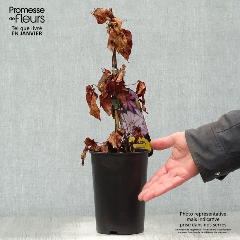 Amostra de Clematis Lawsoniana Vaso de 1,5 L/2 L tal como entregue no inverno