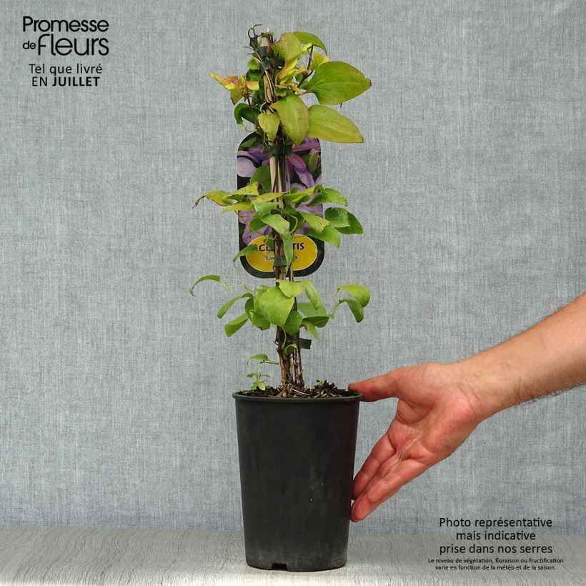 Amostra de Clematis Lawsoniana Vaso de 1,5 L/2 L tal como entregue no verão
