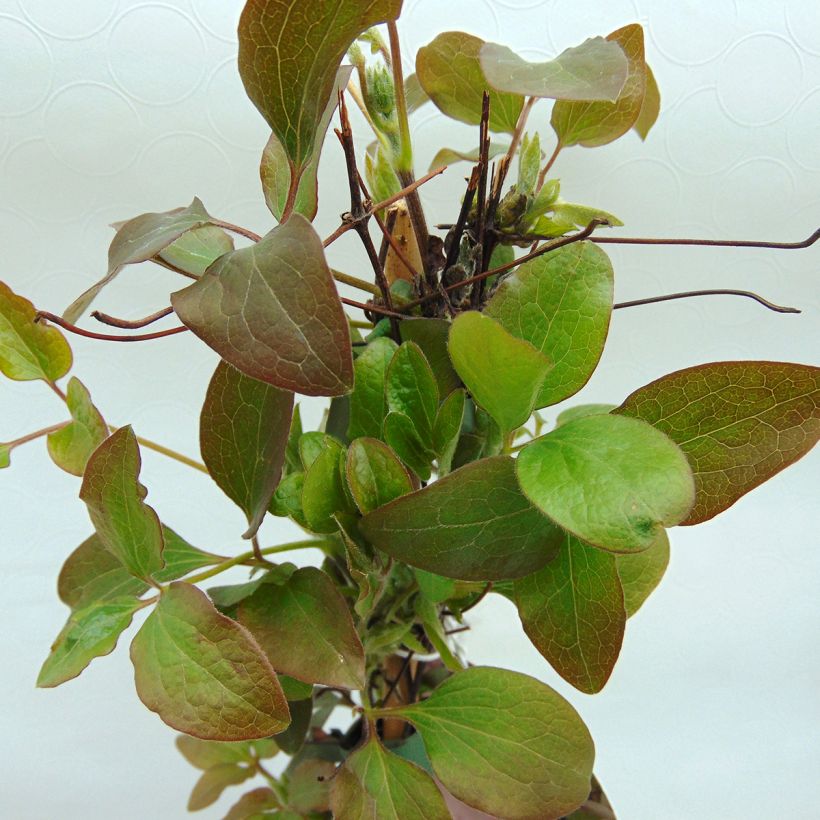 Clematis Little Mermaid (Folhagem)