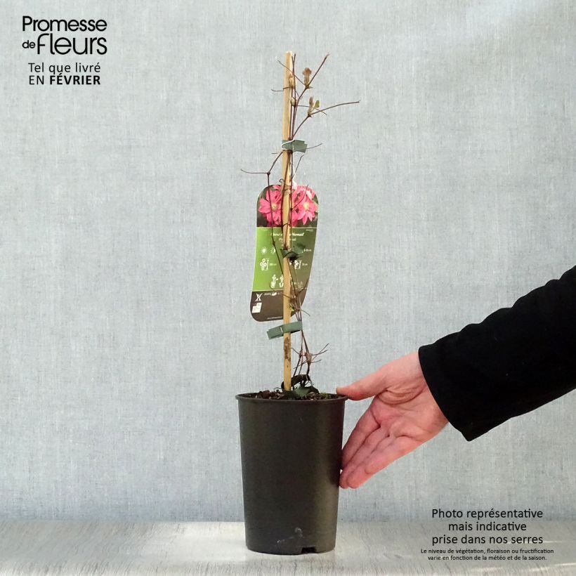 Amostra de Clematis Little Mermaid Vaso de 2 L/3 L tal como entregue no inverno