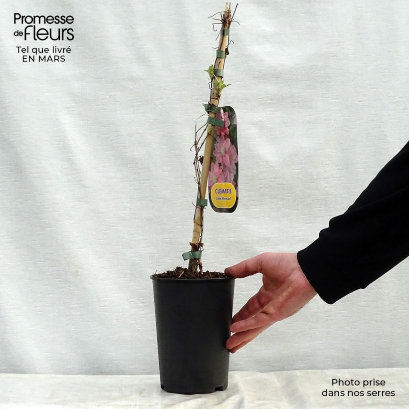 Amostra de Clematis Little Mermaid Vaso de 2 L/3 L tal como entregue na primavera