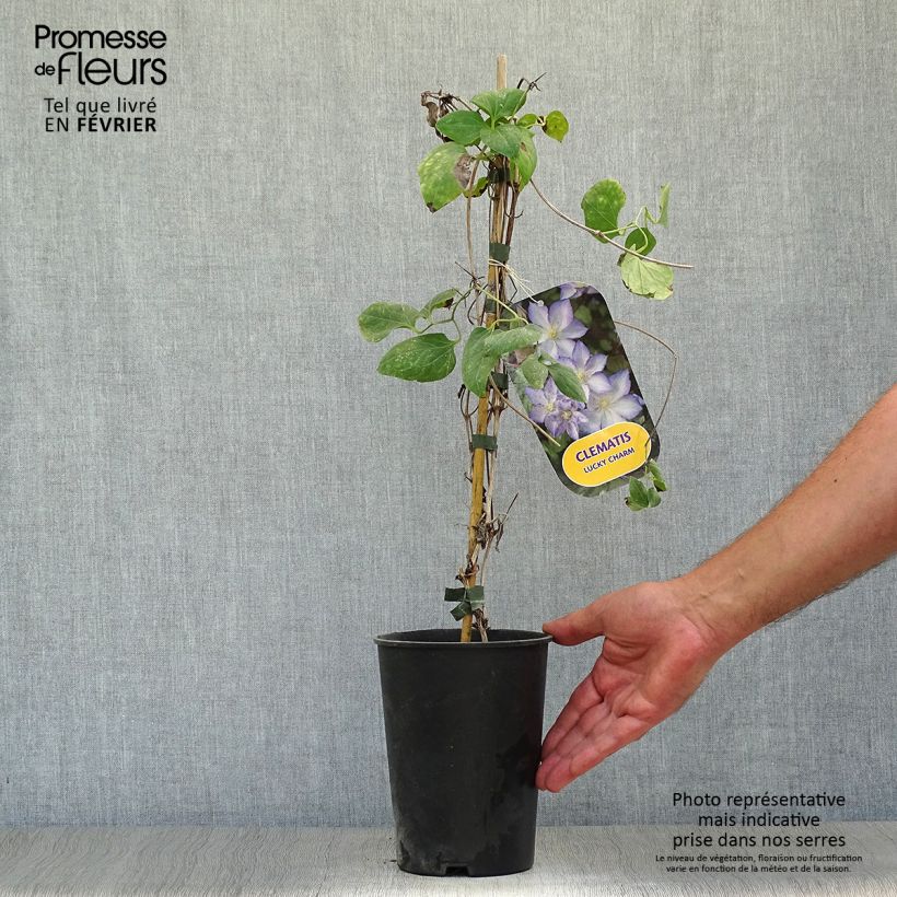 Amostra de Clematis Lucky Charm Vaso de 2 L/3 L tal como entregue no outono