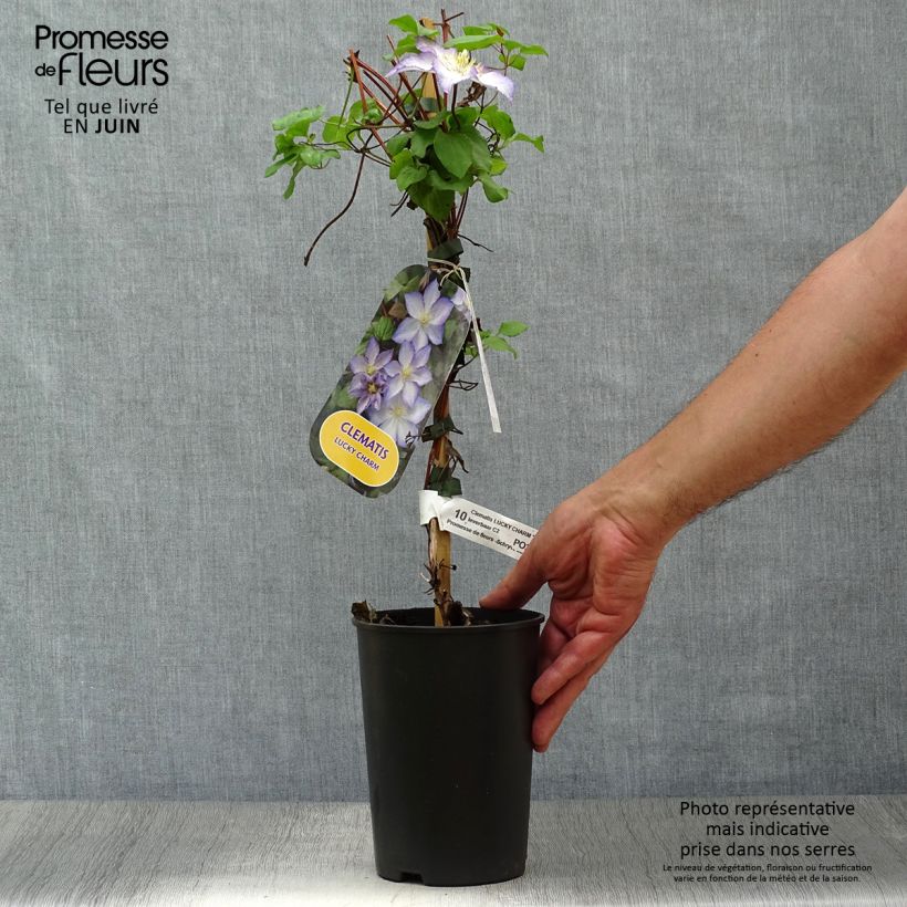 Amostra de Clematis Lucky Charm Vaso de 2 L/3 L tal como entregue no verão