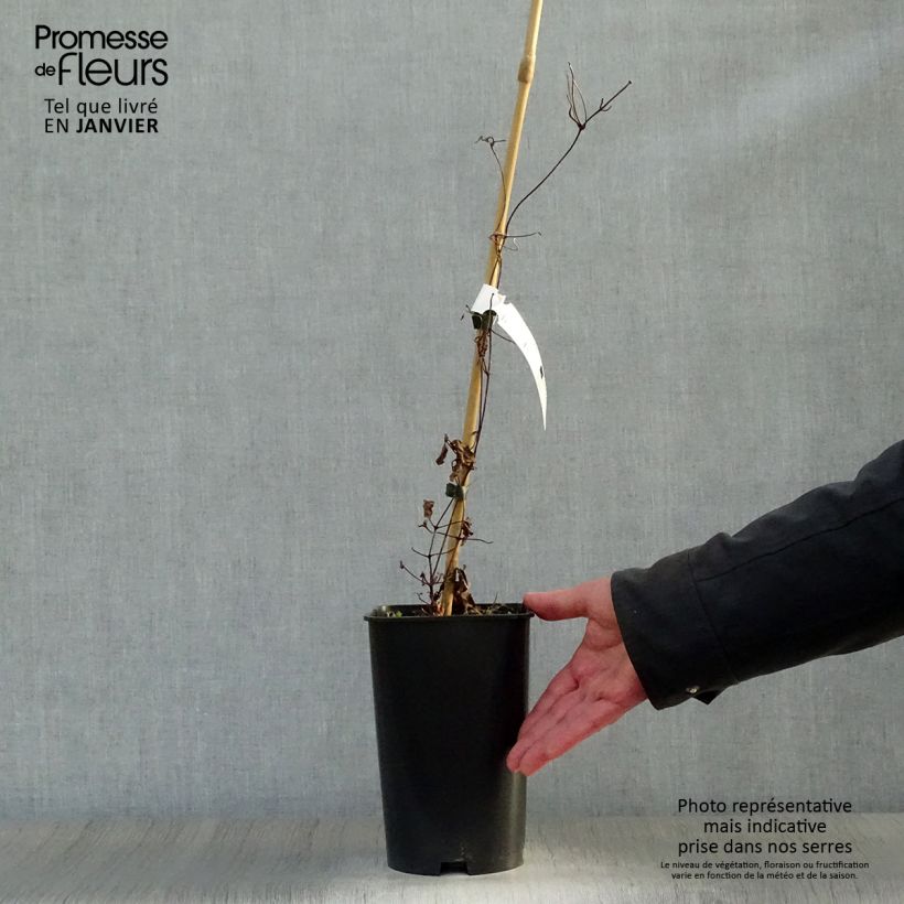 Amostra de Clématite  - Clematis Madame Edouard André Vaso de 2 L/3 L tal como entregue no inverno