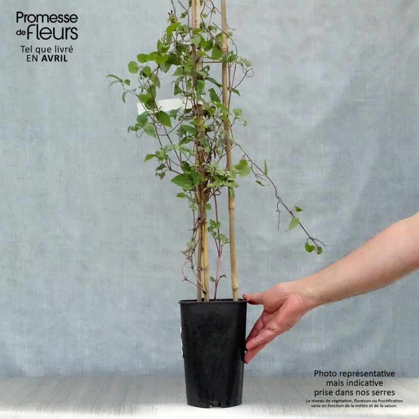 Amostra de Clematis Madame Edouard André Vaso de 2 L/3 L tal como entregue na primavera