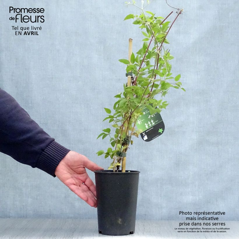 Amostra de Clematis Margaret Hunt Vaso de 1,5 L/2 L tal como entregue na primavera