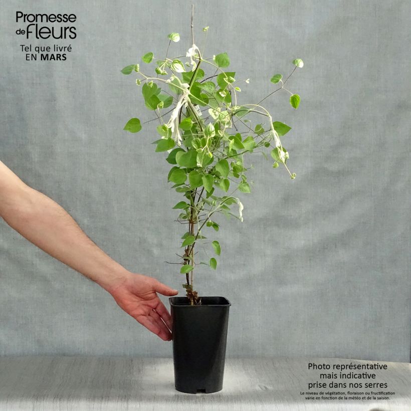 Amostra de Clematis Maria Skłodowska Curie Vaso de 2 L/3 L tal como entregue na primavera