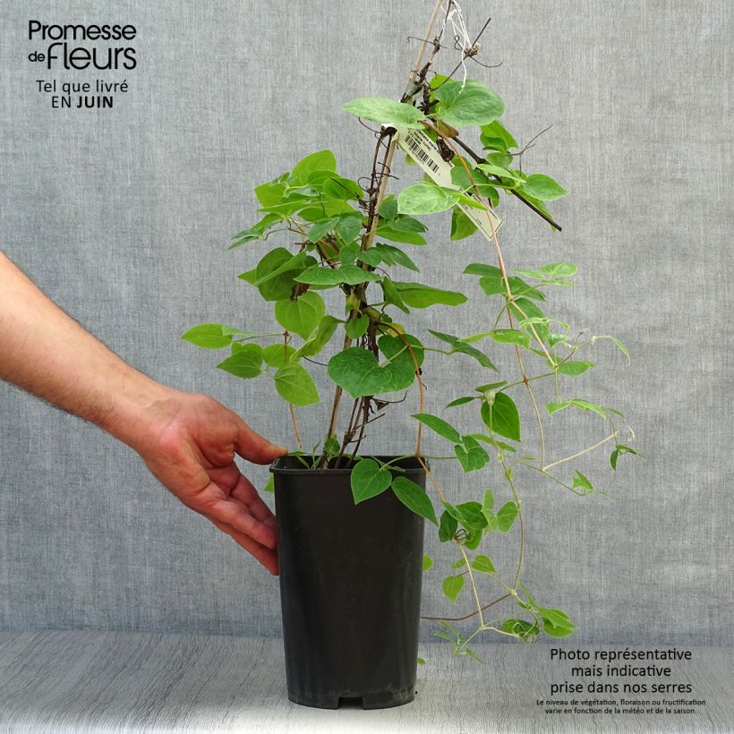 Amostra de Clematis Maria Skłodowska Curie Vaso de 2 L/3 L tal como entregue no verão