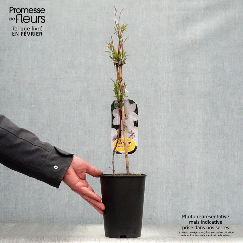 Amostra de Clematis Miss Bateman Vaso de 2 L/3 L tal como entregue no inverno