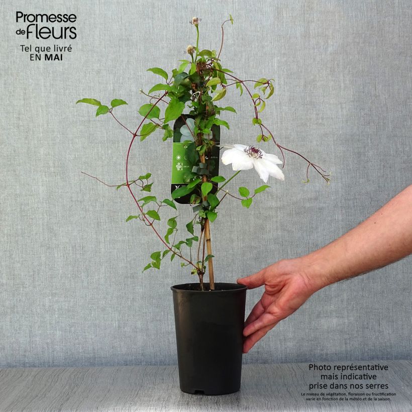 Amostra de Clematis Miss Bateman Vaso de 2 L/3 L tal como entregue na primavera