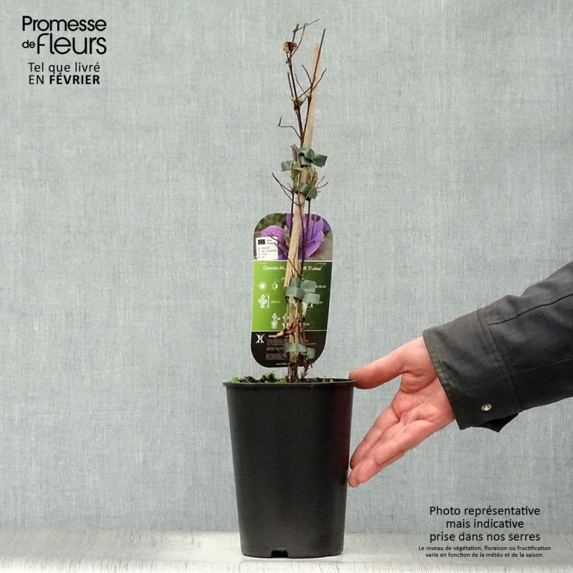 Amostra de Clématite - Clematis Mon Amour Vaso de 2 L/3 L tal como entregue no inverno