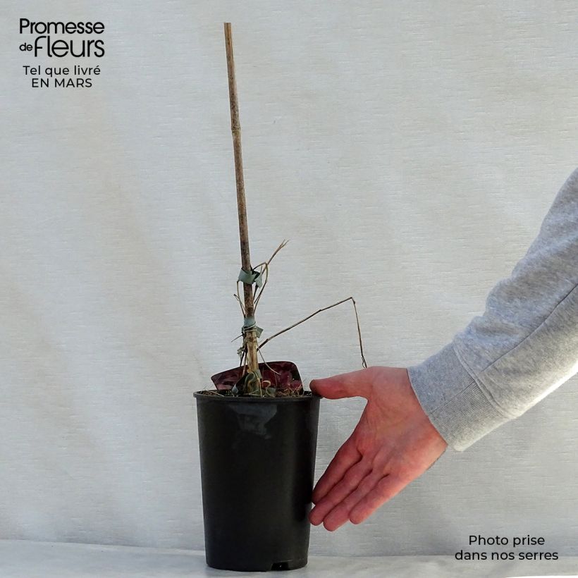 Amostra de Clématite - Clematis Mon Cherry Vaso de 2 L/3 L tal como entregue na primavera