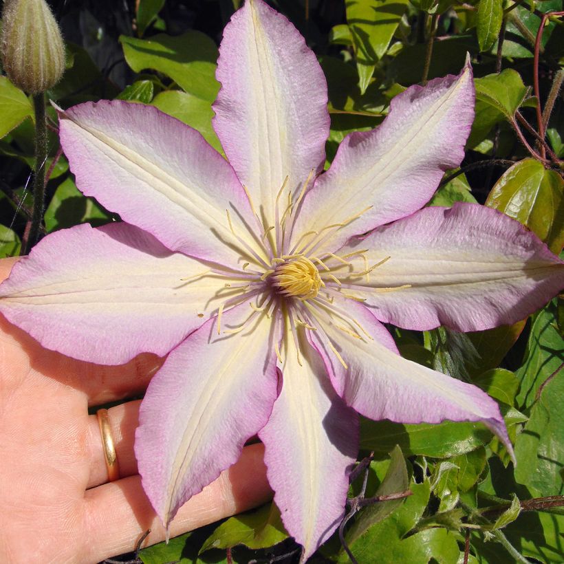 Clematis Morning Star (Floração)