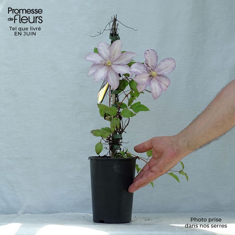 Amostra de Clematis Morning Star Vaso de 2 L/3 L tal como entregue no verão