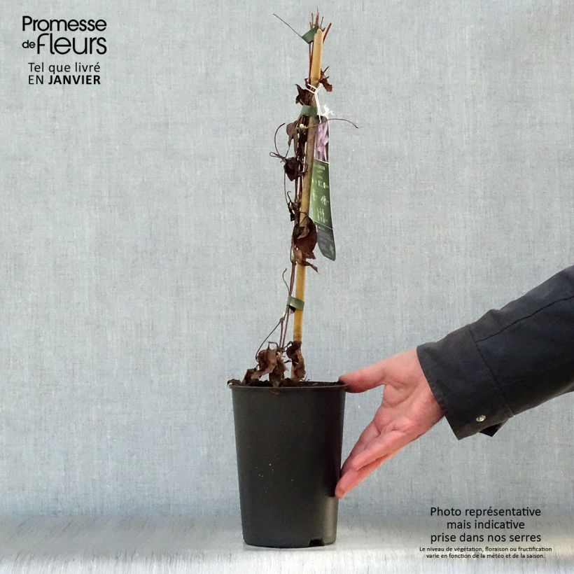 Amostra de Clématite - Clematis Morning Star Vaso de 2 L/3 L tal como entregue no inverno