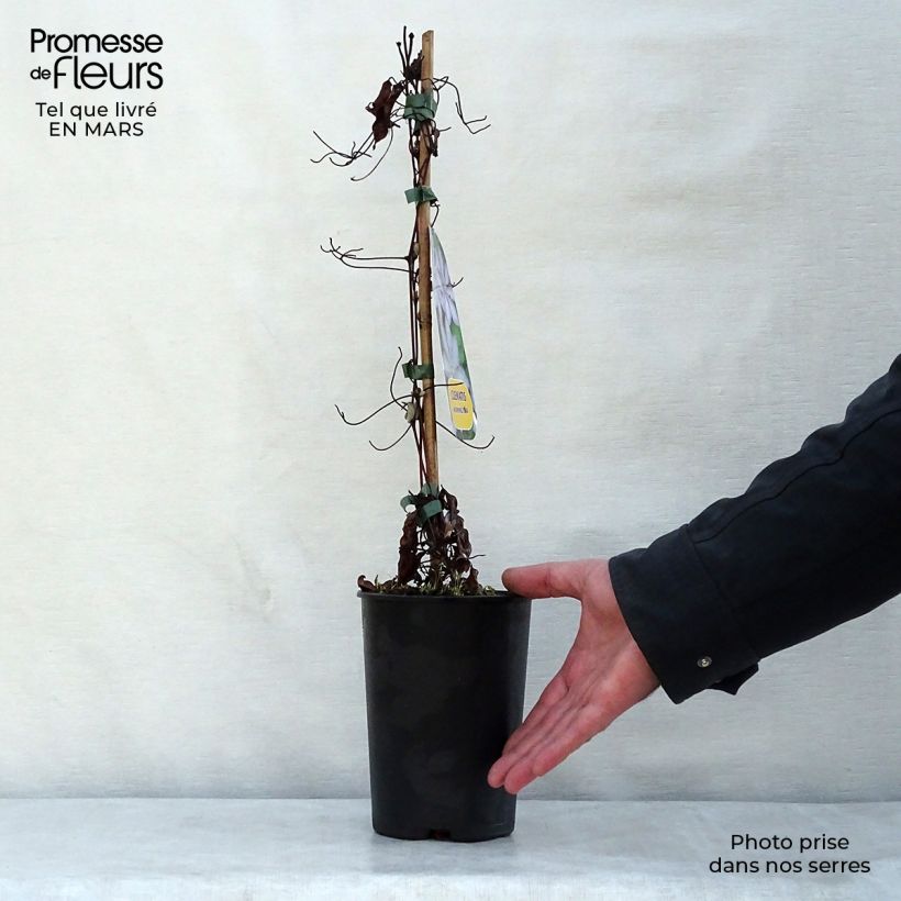 Amostra de Clematis Morning Star Vaso de 2 L/3 L tal como entregue na primavera