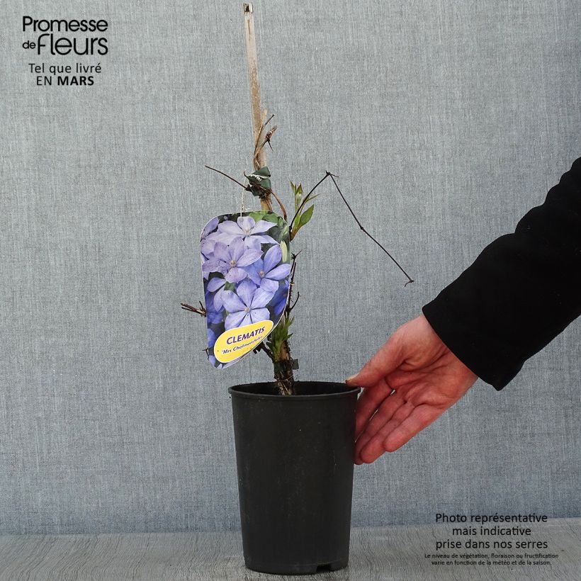 Amostra de Clématite - Clematis Mrs Cholmondeley Vaso de 1,5 L/2 L tal como entregue no inverno