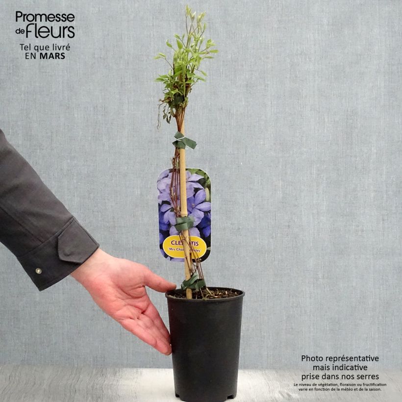Amostra de Clematis Mrs Cholmondeley Vaso de 1,5 L/2 L tal como entregue na primavera