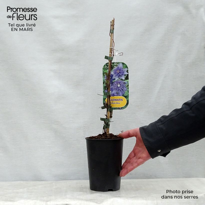 Amostra de Clematis Multi Blue Vaso de 2 L/3 L tal como entregue na primavera