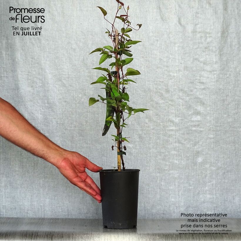 Amostra de Clematis Multi Blue Vaso de 2 L/3 L tal como entregue no verão