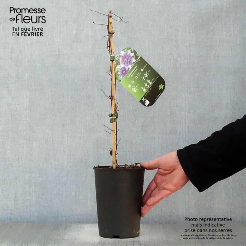 Amostra de Clematis Multi Blue Vaso de 2 L/3 L tal como entregue no inverno