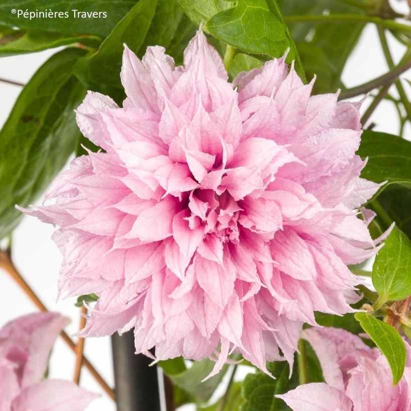 Clematis Multi Pink (Floração)