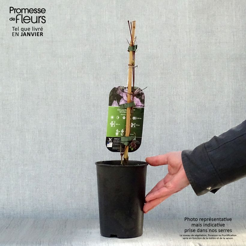 Amostra de Clématite - Clematis Multi Pink Vaso de 2 L/3 L tal como entregue no inverno