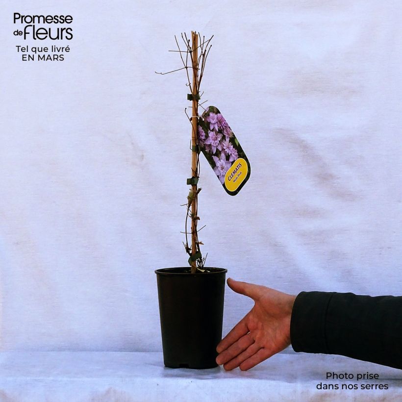 Amostra de Clematis Multi Pink Vaso de 2 L/3 L tal como entregue na primavera