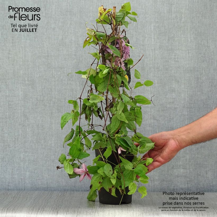 Amostra de Clematis Multi Pink Vaso de 2 L/3 L tal como entregue no verão
