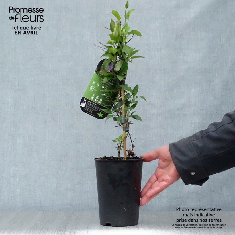 Amostra de Clematis Myosotis Vaso de 2 L/3 L tal como entregue na primavera