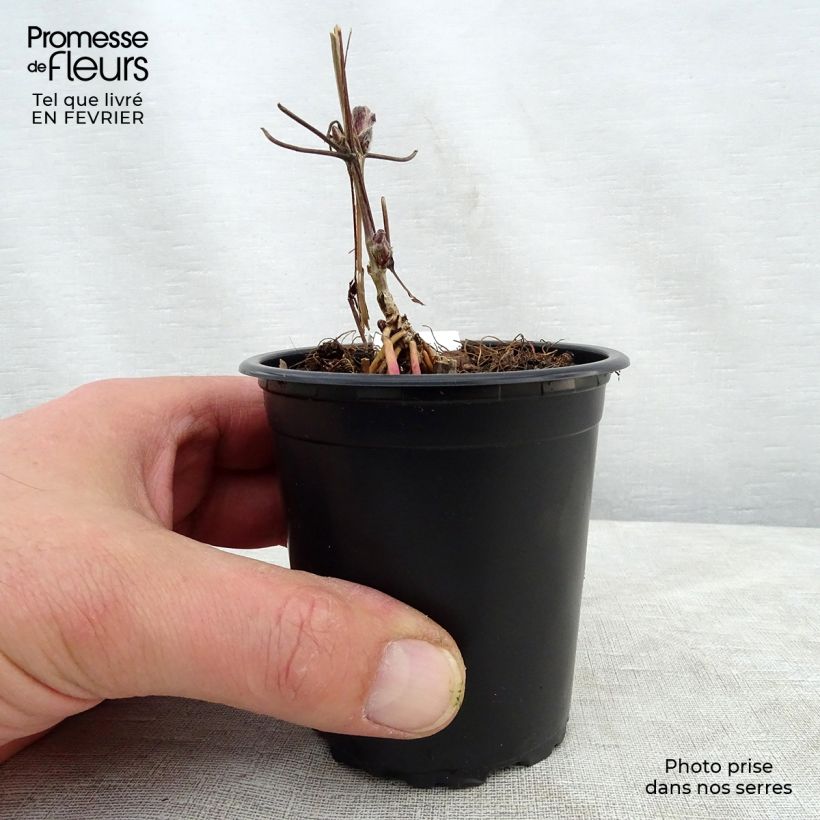 Amostra de Clématite - Clematis Nelly Moser Vaso de 8/9 cm tal como entregue no inverno