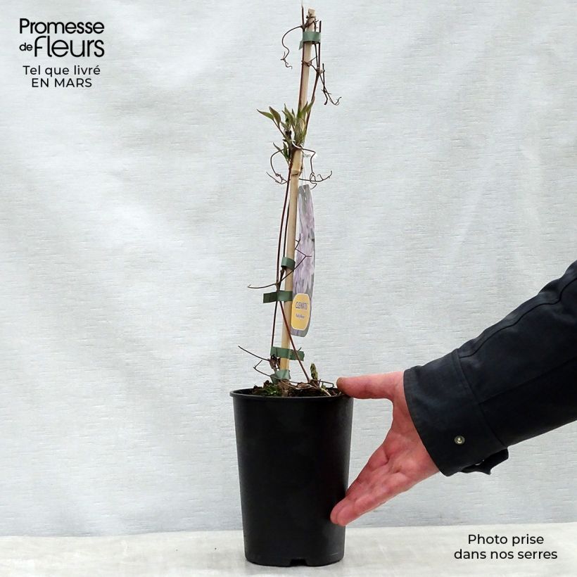 Amostra de Clematis Nelly Moser Vaso de 2 L/3 L tal como entregue na primavera