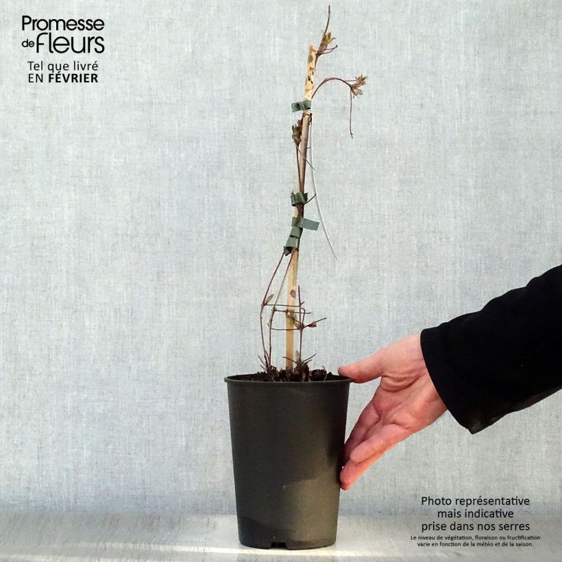 Amostra de Clématite - Clematis Nelly Moser Vaso de 2 L/3 L tal como entregue no inverno