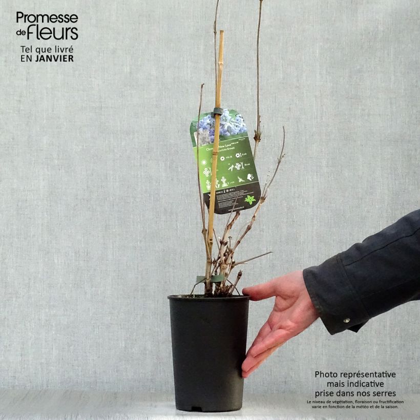 Amostra de Clematis New Love Vaso de 2 L/3 L tal como entregue no inverno