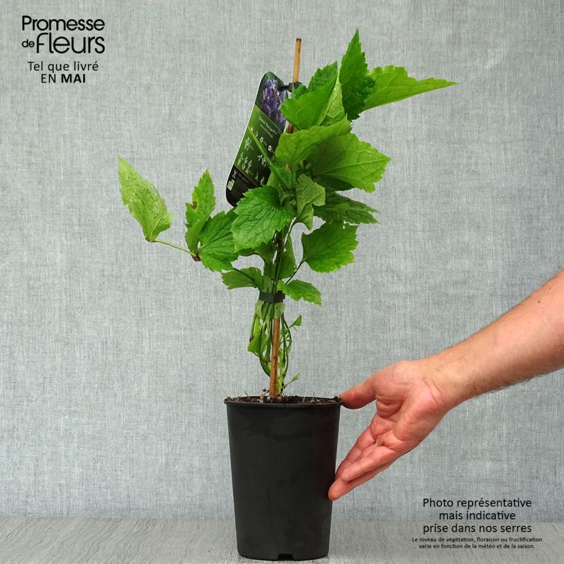 Amostra de Clematis New Love Vaso de 2 L/3 L tal como entregue na primavera