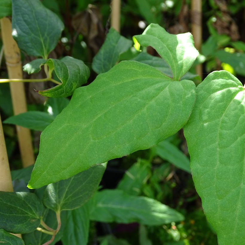 Clematis Niobe (Folhagem)