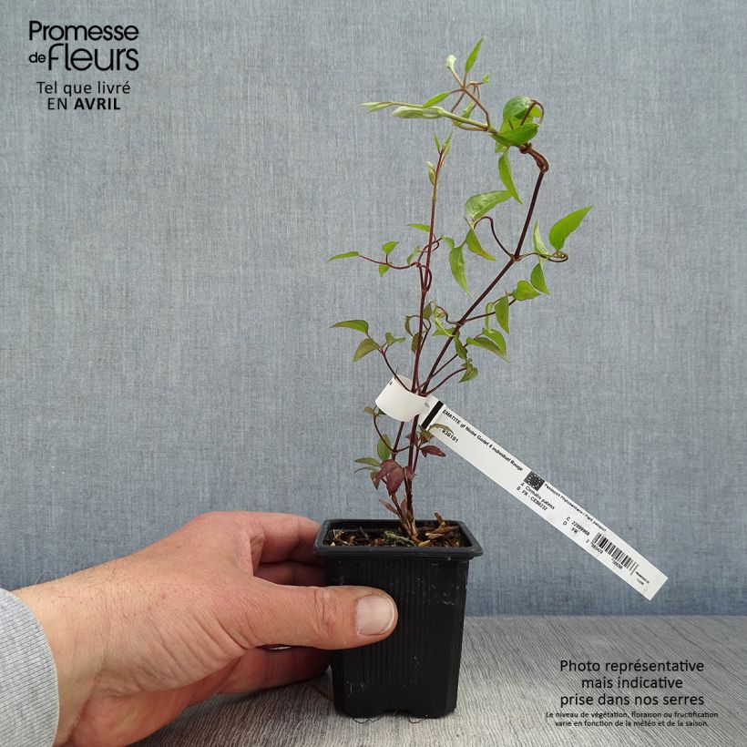 Amostra de Clematis Niobe Vaso de 8/9 cm tal como entregue na primavera