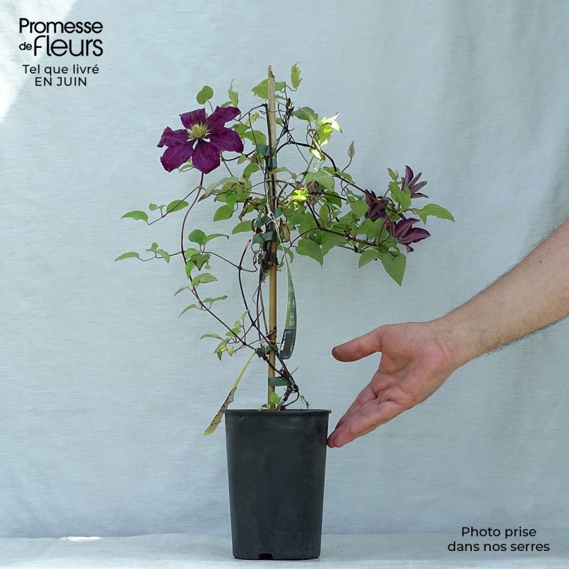 Amostra de Clematis Niobe Vaso de 2 L/3 L tal como entregue no verão
