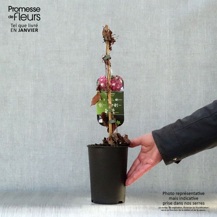 Amostra de Clématite - Clematis Niobe Vaso de 2 L/3 L tal como entregue no inverno