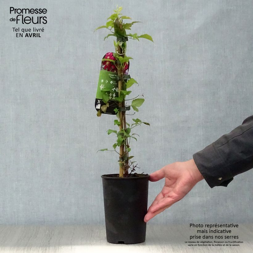 Amostra de Clematis Niobe Vaso de 2 L/3 L tal como entregue na primavera