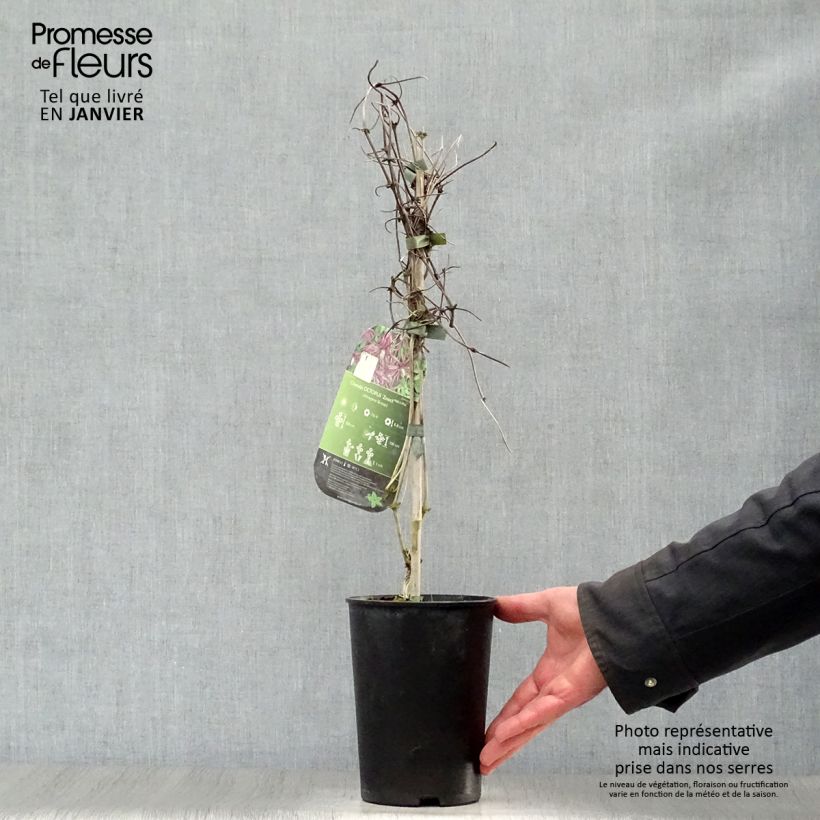 Amostra de Clématite - Clematis Octopus Vaso de 2 L/3 L tal como entregue no inverno