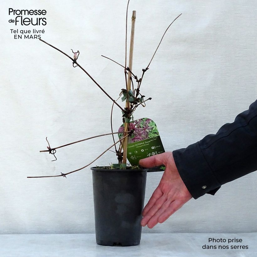 Amostra de Clematis Octopus Vaso de 2 L/3 L tal como entregue na primavera