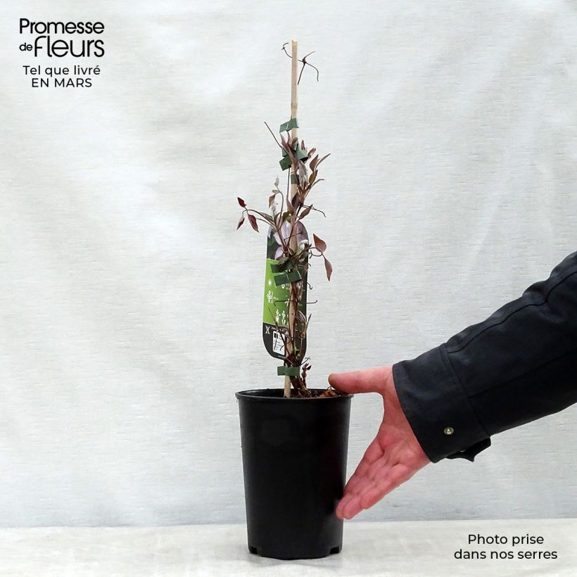 Amostra de Clematis Omoshiro Vaso de 2 L/3 L tal como entregue na primavera