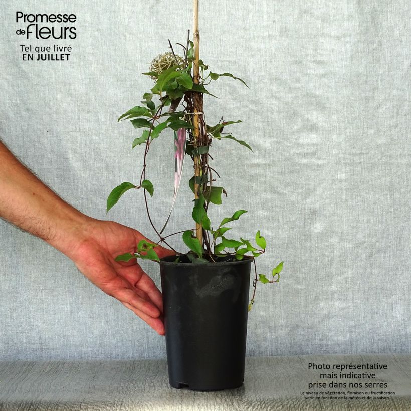 Amostra de Clematis Omoshiro Vaso de 2 L/3 L tal como entregue no verão