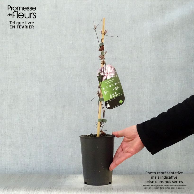 Amostra de Clématite - Clematis Omoshiro Vaso de 2 L/3 L tal como entregue no inverno